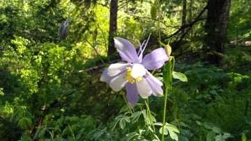 Mueller State Park: Red Tail Overlook to Rock Pond Trail