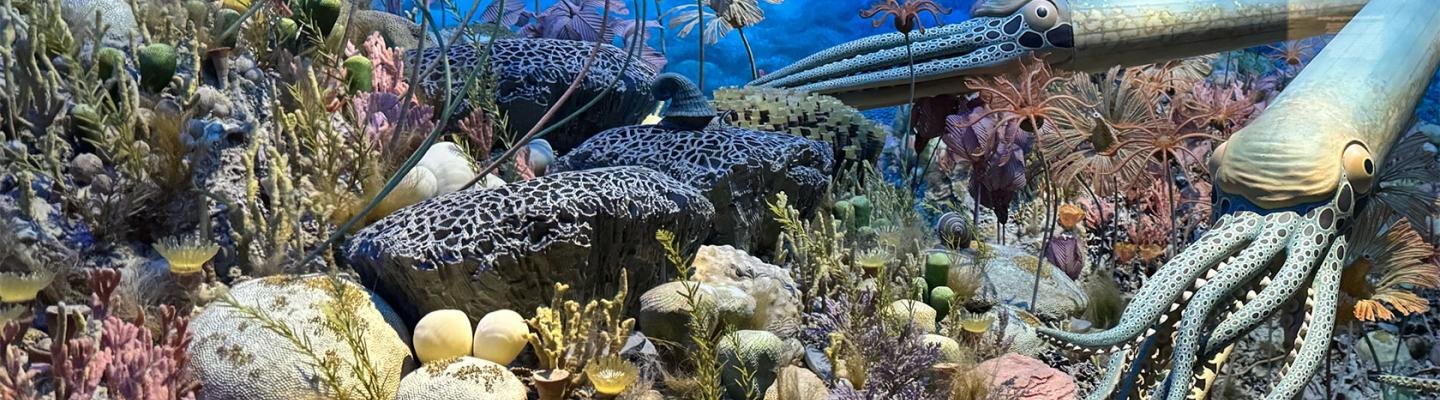 Science on Tap: Ancient Florida Seashells and Extinction