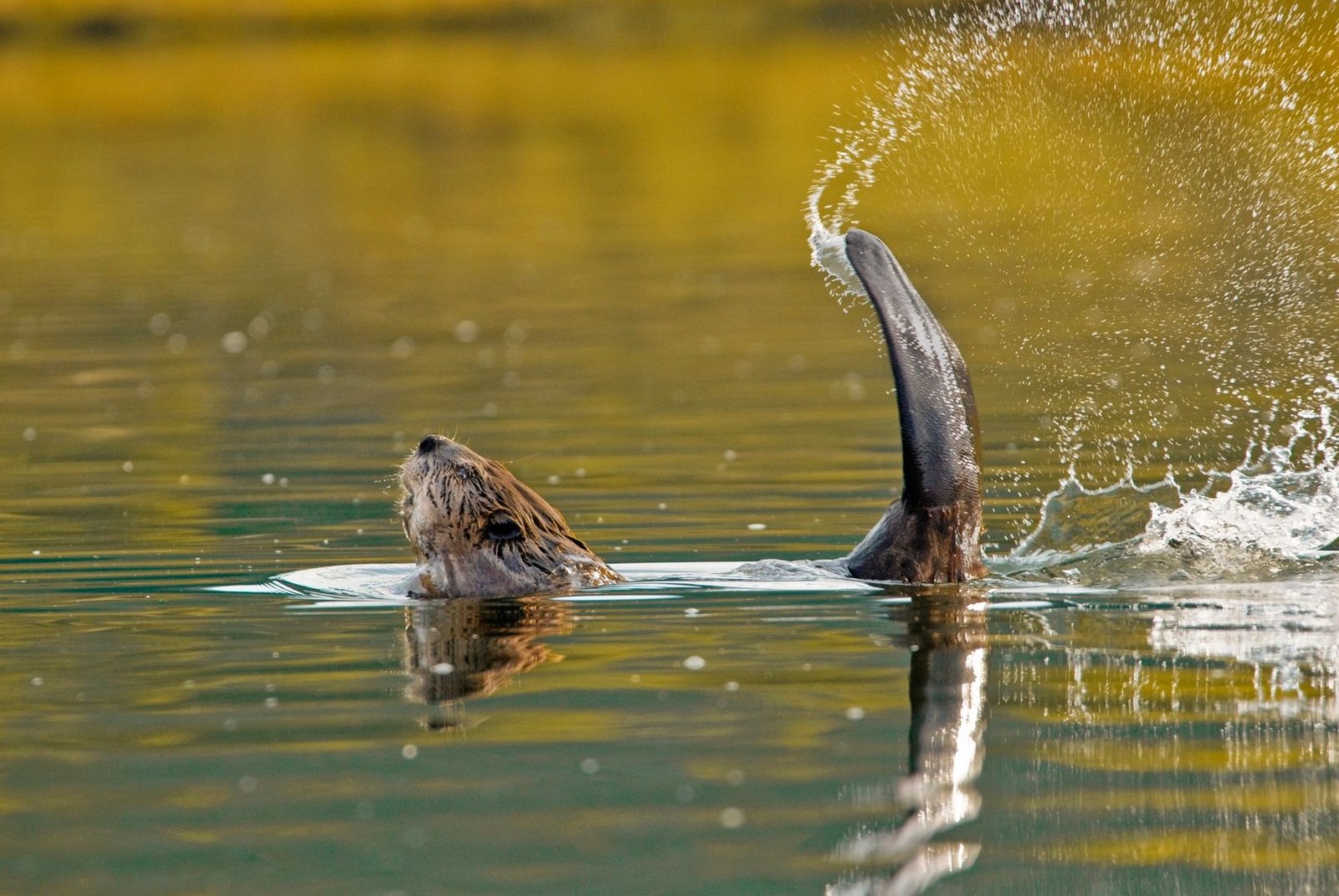 Beavers Northwest Clark Lake Nature Walk