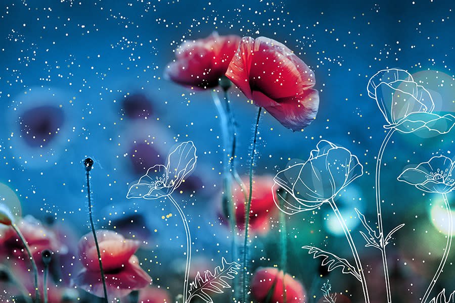 Garden Nights: Butterflies & Bingo