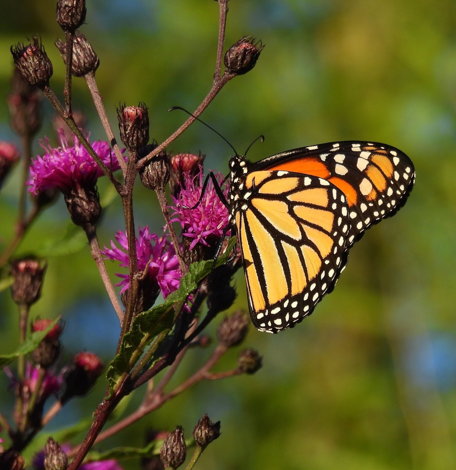 CPL Nature Club: Alewife Afternoon Nature Walk