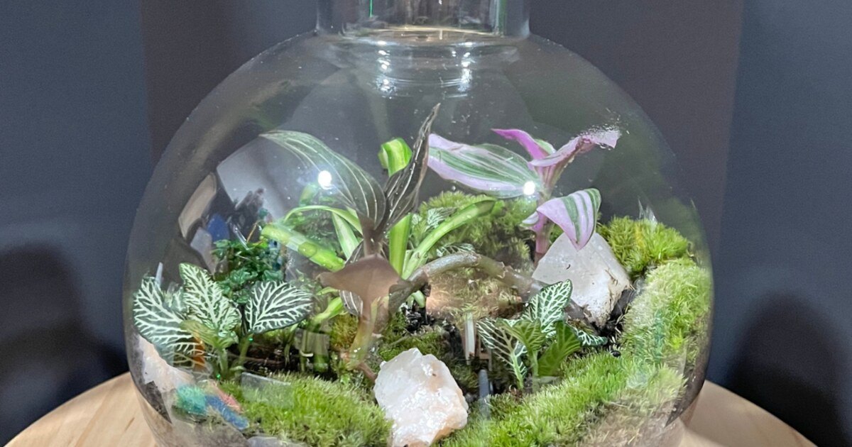 Tropical Terrarium Workshop