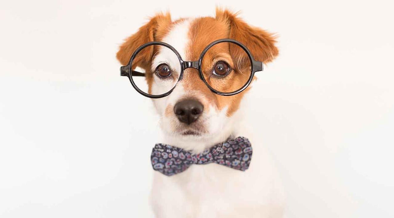 2nd Annual Tail Wag Trivia Night: A Pup Party and Fundraiser
