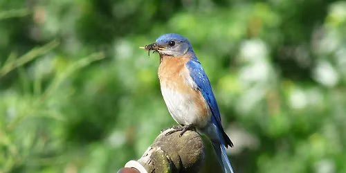 Bird Friends of Shelby Guided Hike