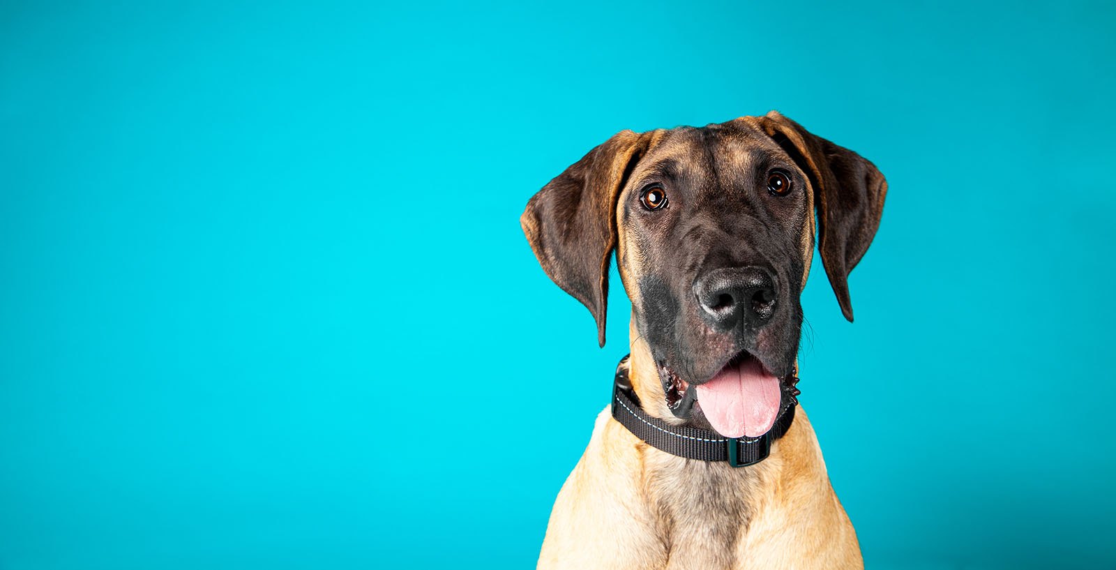 Tails at the Taproom: Dog Adoption at Stone Brewing
