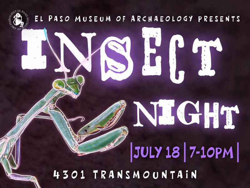 Insect Night