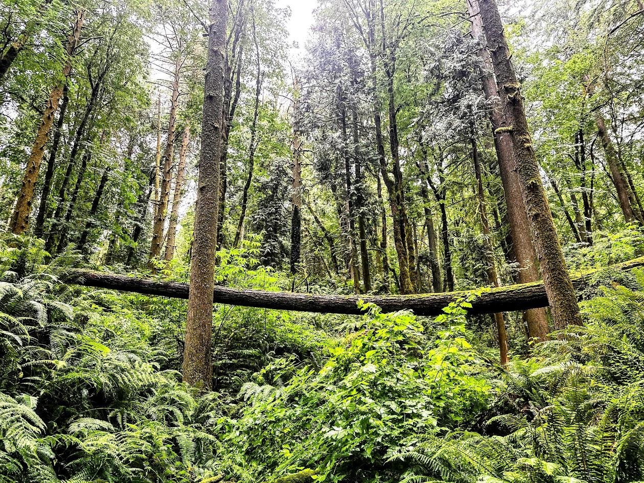 People of Color Outdoors: Hoyt Arboretum Walk