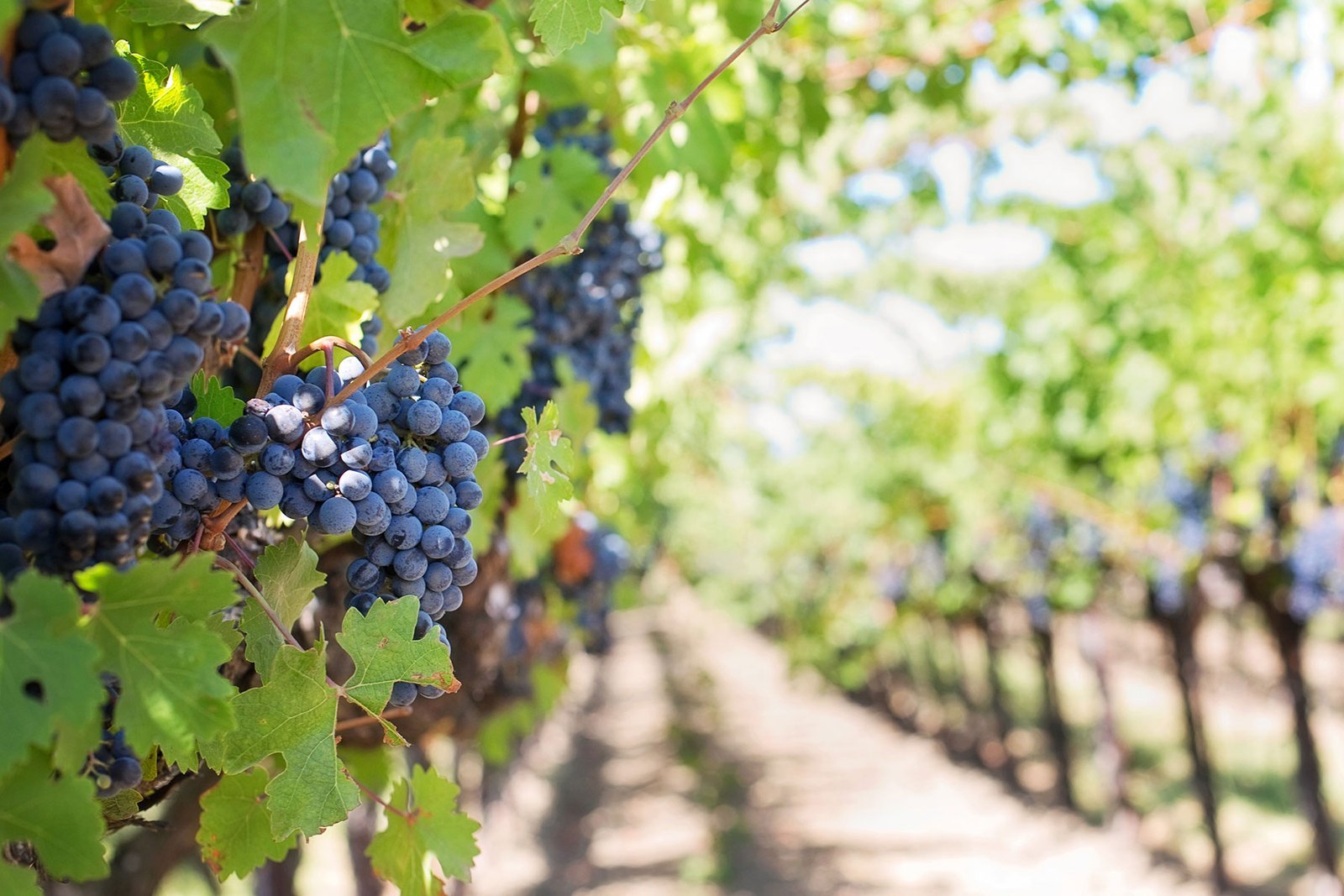 Carlsbad Wine & Food Festival