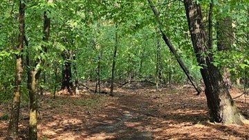 C.A.L.M Hiking at Umstead Park
