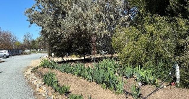 Pruning Trees: Free Adult Garden Workshop