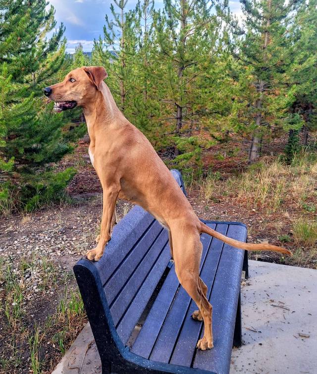 Dog training and adventures