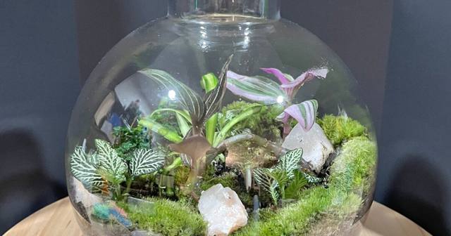 Tropical Terrarium Workshop
