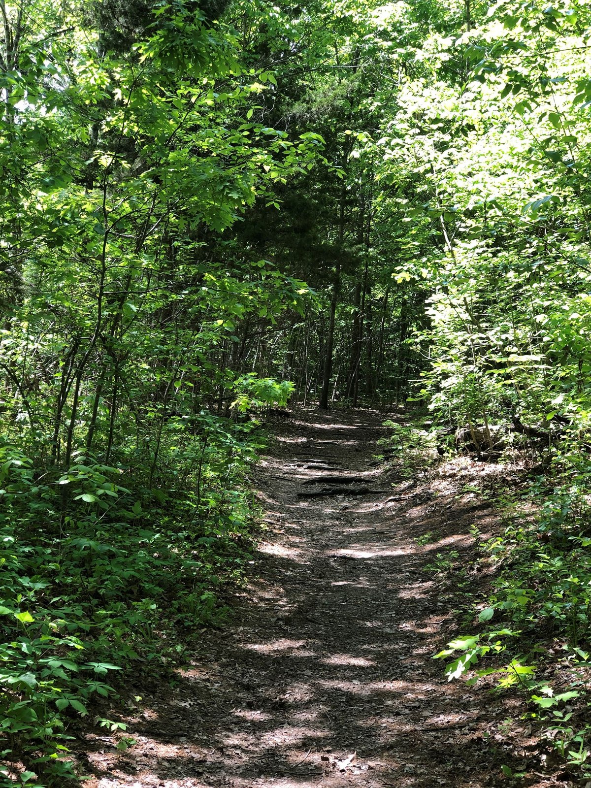July Morning Walk with David