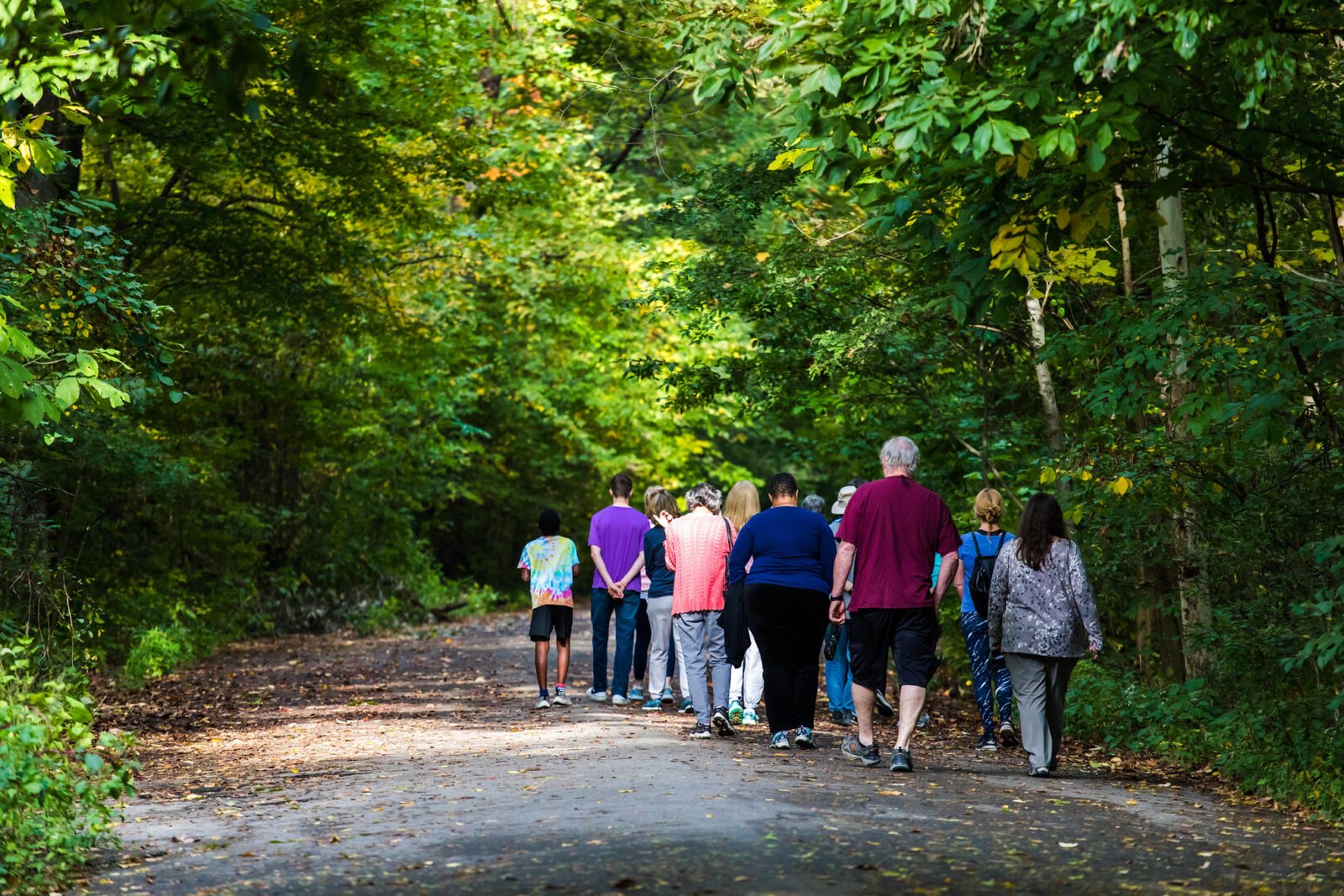 Mindfulness Walk in the Old Forest